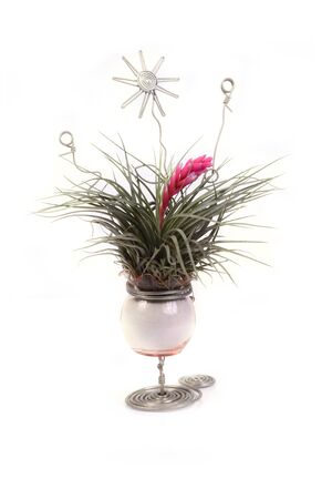 Tillandsia in a little glass vase for interior decoration on white background.の写真素材