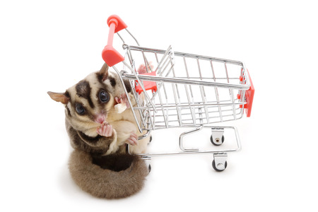 Sugarglider eating something while holding shopping cart on white background.の写真素材