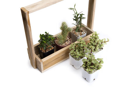 Decoration idea using various of cactus and small plant with wooden houseplant.の写真素材