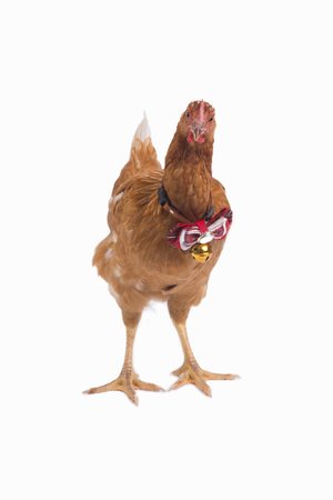Front view of brown hen standing with red ribbon on neck on white background.の写真素材