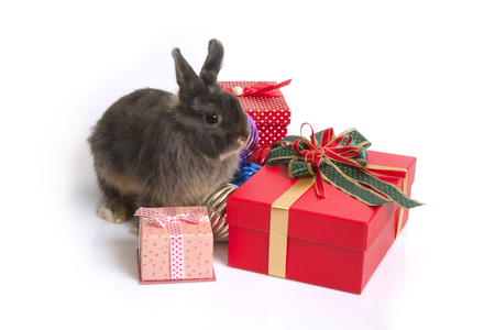 Cute netherland dwarf rabbit sitting among christmas balls and gift boxes on white background.の写真素材