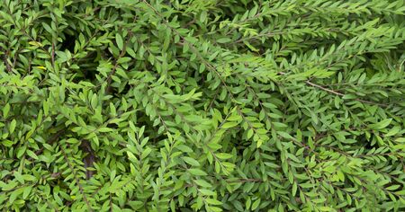 Green leaf for nature background.