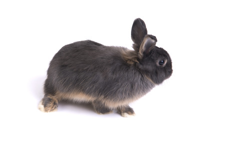 Side view of two tone color netherland dwarf rabbit on white background.の写真素材