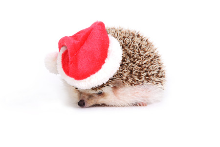 Little hedgehog wearing red santa claus hat on white background.の写真素材