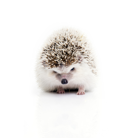 Front view of little hedgehog looking something on white background.の写真素材