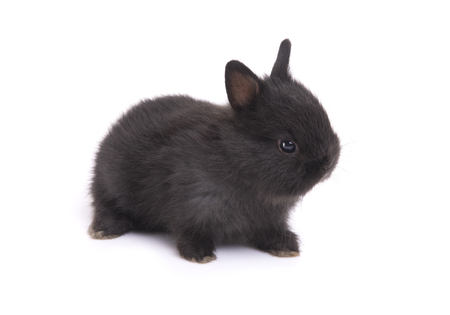 Side view of cute netherland dwarf baby rabbit on white background.の写真素材