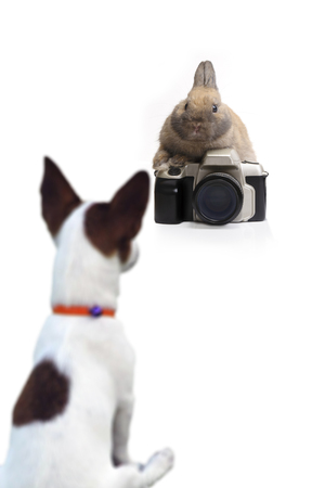 Funny action between rabbit as photographer and dog on white background.の写真素材