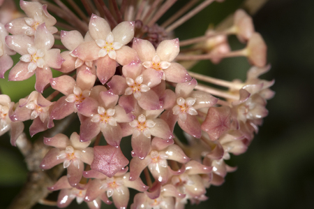 Close up hoya flower for nature background.の写真素材