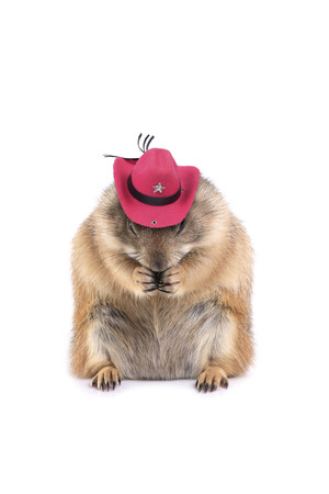 Cute prairie dog wearing pink cowboy hat sitting on white background.の写真素材