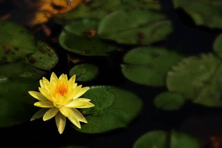 Yellow lotus flower in the corner of the pond with dark green background.の写真素材