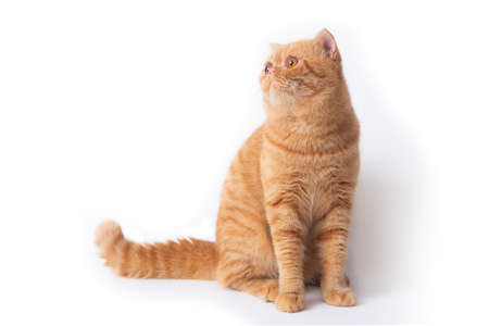 Studio shot of cute scottish fold cat sitting while looking to something.の写真素材