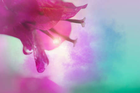 Macro photo of bougainvillea flower with water drop and spot light on color shade background.