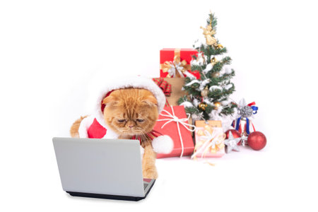 Little cat wearing santa claus suit using laptop computer searching for christmas gift on white background.の写真素材
