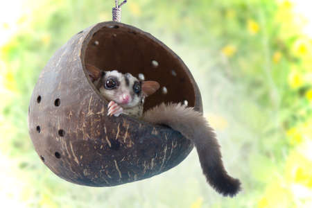 Little Sugarglider sits on hanging chair made of coconut balls.