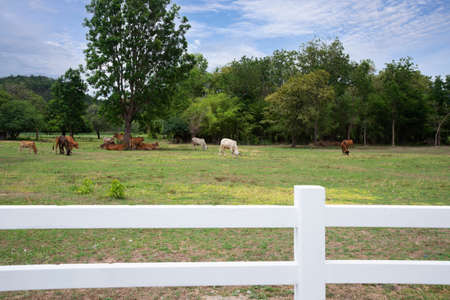 Countryside scene of herds grazing on green field behind white fence.