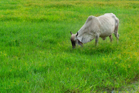 Cow raised freely in rural of Southeast Asia grazing alone in green pasture.の写真素材