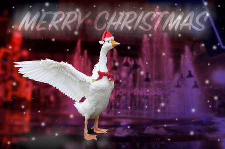 White goose spreads its wings cheerfully for coming Christmas in background of the nighttime feast.の写真素材