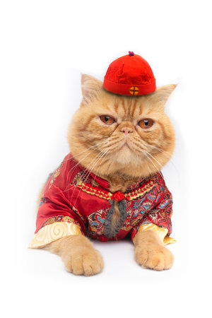 Isolate picture of cute scottish fold cat wearing Chinese costume lay down on floor.の写真素材