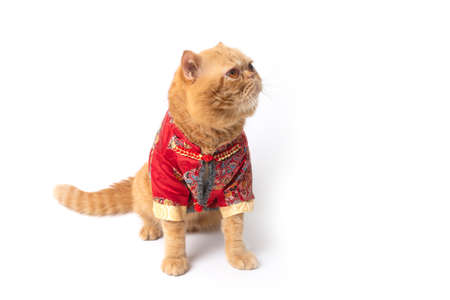 Cute scottish fold cat wearing chinese new year costume sitting and turn face upwards on white background.の写真素材