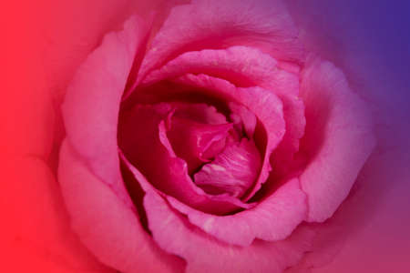 Closed up beautiful rose with red tone gradient for love and valentine background.の写真素材