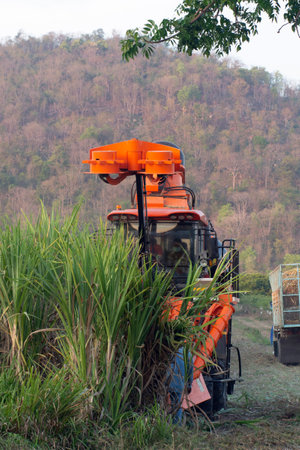 Close-up of sugar cane harvesting on agricultural areas that are connected to natural forests.の写真素材