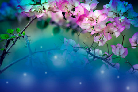 Natural beauty of bougainvillea sprawls in arcs over a multicolored gradient background.