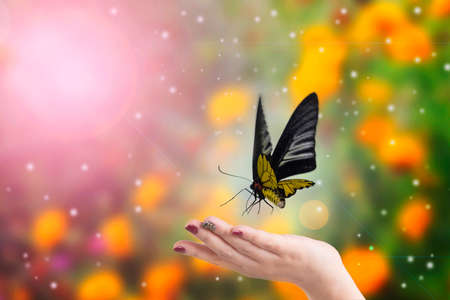 Yellow butterfly with black wings flew freely over woman hand with blur background of flower in garden under light and bokeh.の写真素材