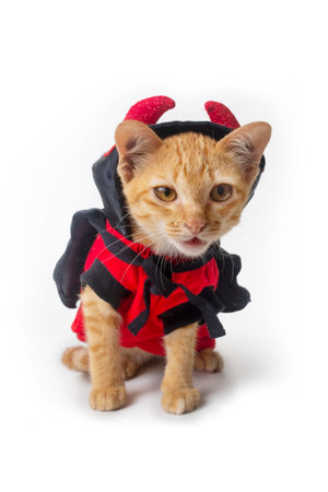Young kitty cat wearing devil costume for halloween sitting on white background.の写真素材