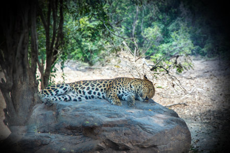 Leopard sleeping on rock under shadow of big tree in the forest.の写真素材