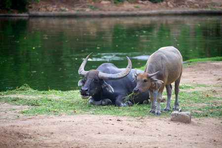 Two buffalos rest peacefully and graze happily by the pond in nature.