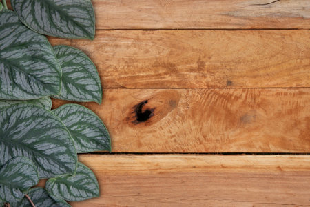 Green leaves of philodendron growing on the side of wooden wall for nature background picture.の写真素材