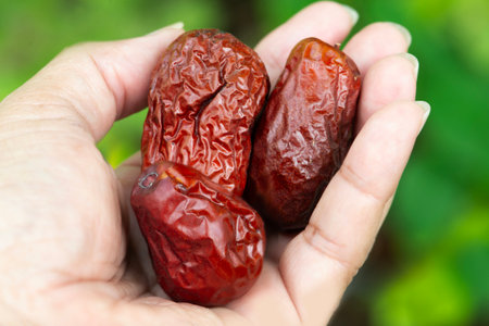 Closed up of dried jujube used as asian medicinal ingredient in someone hand.