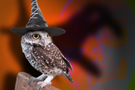 Owl wearing black witch hat stands on a log with shadow behind it looked like mysterious hand.の写真素材