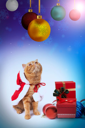 Scottish Fold cat wearing red Santa Claus costume looks up at Christmas ornaments ball on gradient background with gift boxes placed in front of it.の写真素材