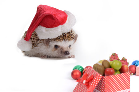 Little hedgehog wearing red santa claus hat looking at all presents and ornaments on white background.の写真素材