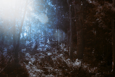 Sun shines through the leaves of asia tropical forest.の写真素材