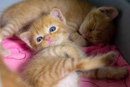 Two little kittens were sleeping comfortably on their beds when one woke up and stared at something that was disturbing his sleep.の写真素材