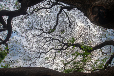 Unique view of nature when looking up under the large trees that spread out their branches.