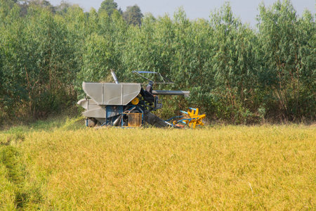 Farmers use combine harvesters to harvest their crops from rice fields in asian country.