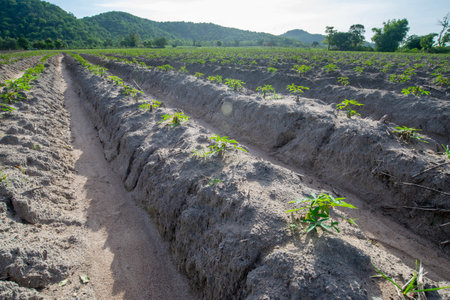 Growing cassava by raising furrows to drain water in Asian country.の写真素材