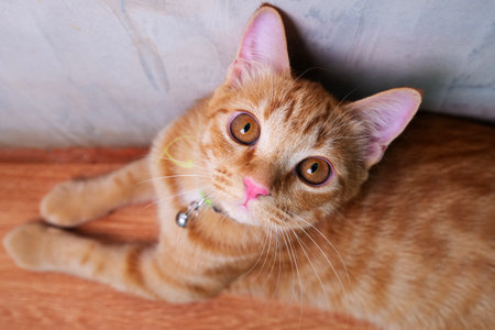 Indoors photo of orange cat's eyes widened and it stared overhead in curiosity.