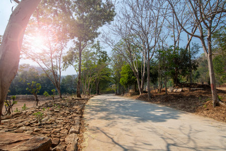Country road leads to hill that see sunlight filtering through the leaves of the large trees along...