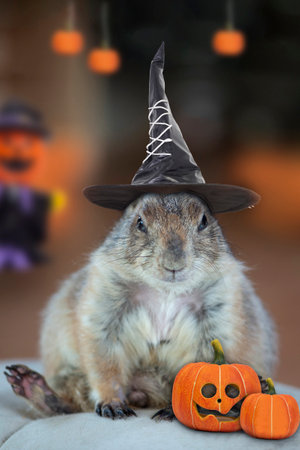 Parrydog wearing black witch hat sits in a decorated room celebrating Halloween.の写真素材