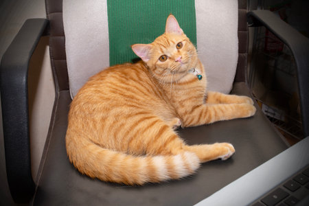Orange cat crouched and stared straight ahead on arm chair in office.