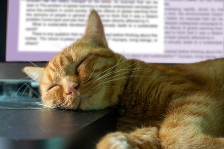 Orange cat take a nap in front of computer monitor after work hard.の写真素材