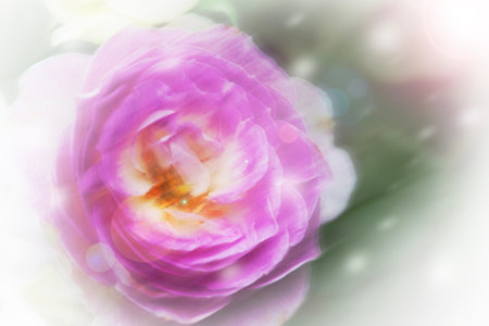 Retouching photo to look like an oil painting of a pink rose while touching raindrops and wind blowing that see bluring of movement.の写真素材