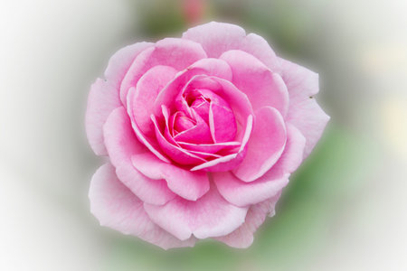 Close-up of a pink rose with double stamens that look beautiful and gentle like a blooming love.の写真素材