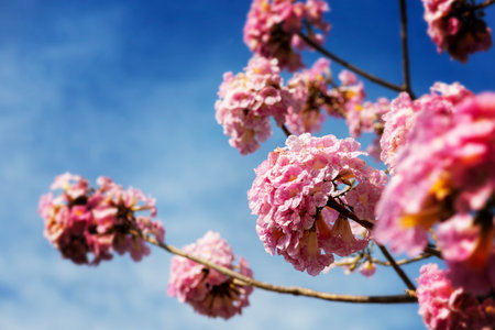 The natural beauty of the beautiful pink flowers blooming amidst the sunshine and bright blue sky.