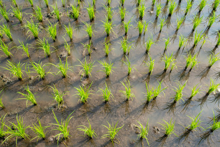 A top view of lush green rice plants growing beautifully at the beginning of the growing season in Thailandの写真素材