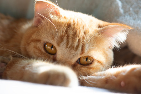 A close-up of an orange cat lying down and staring intently at something in front of it.の写真素材
